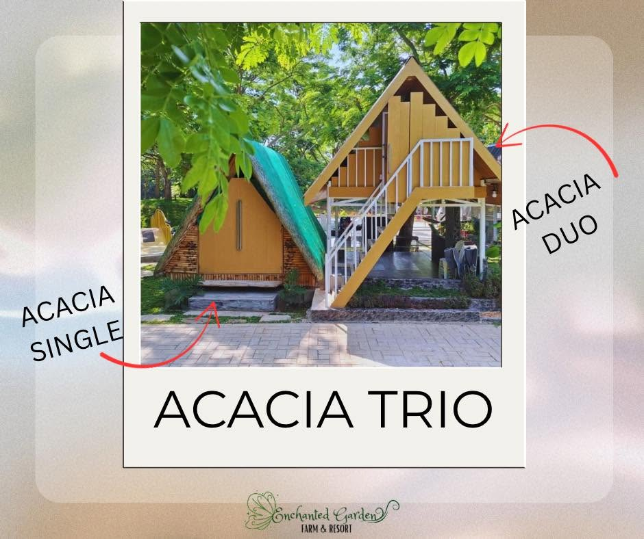 Acacia Trio