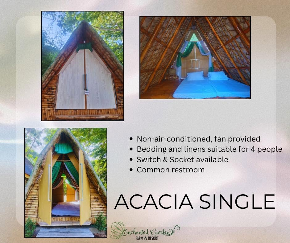 Acacia Single