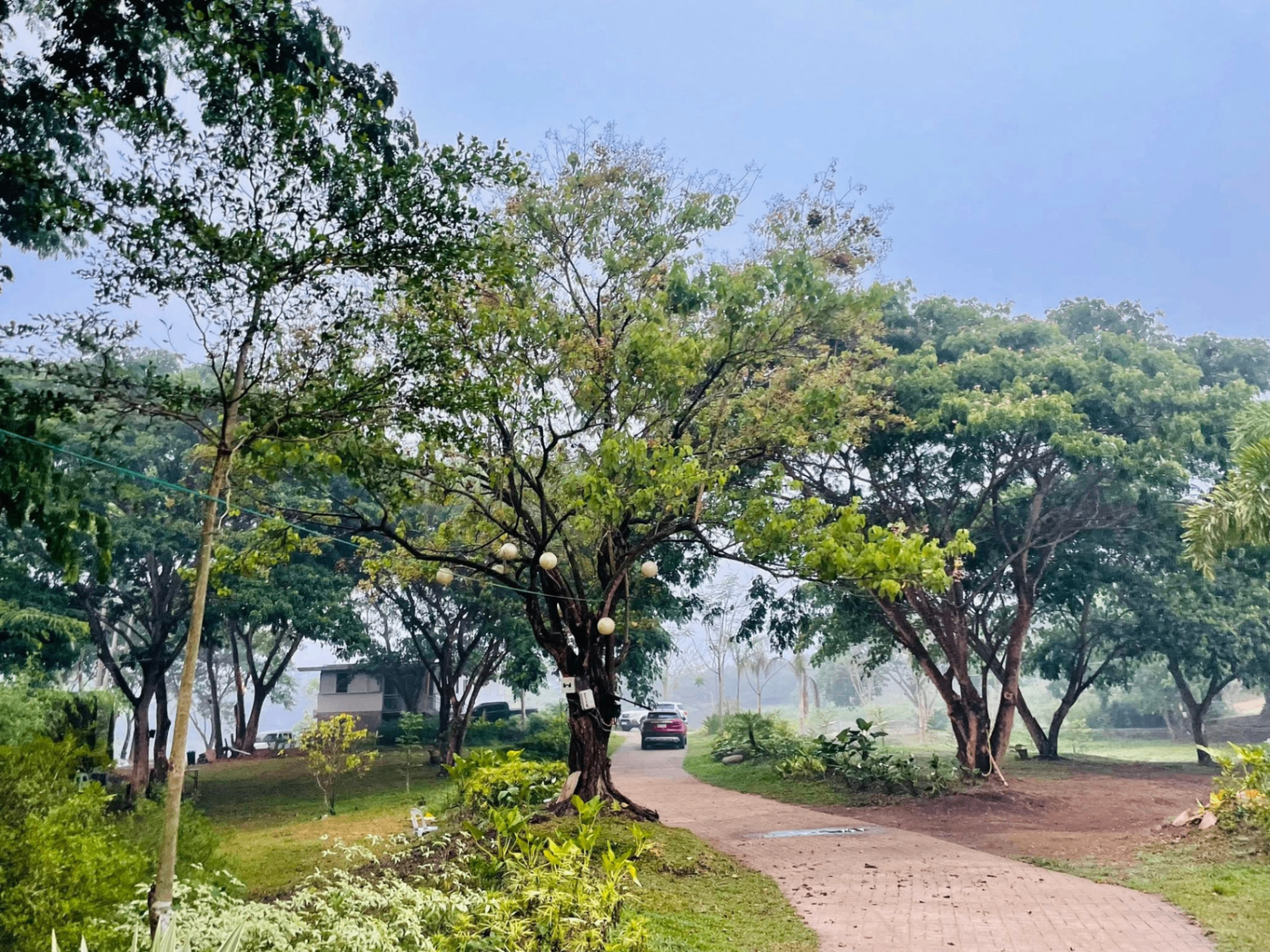 Enchanted morning walks