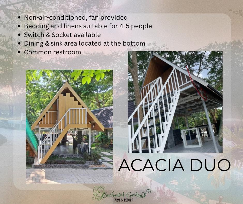 Acacia Duo-1